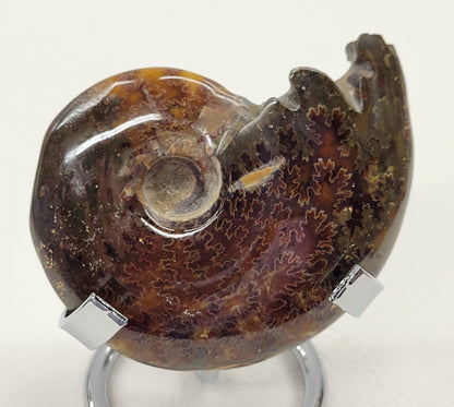 Ammonite fossil (medium/large)