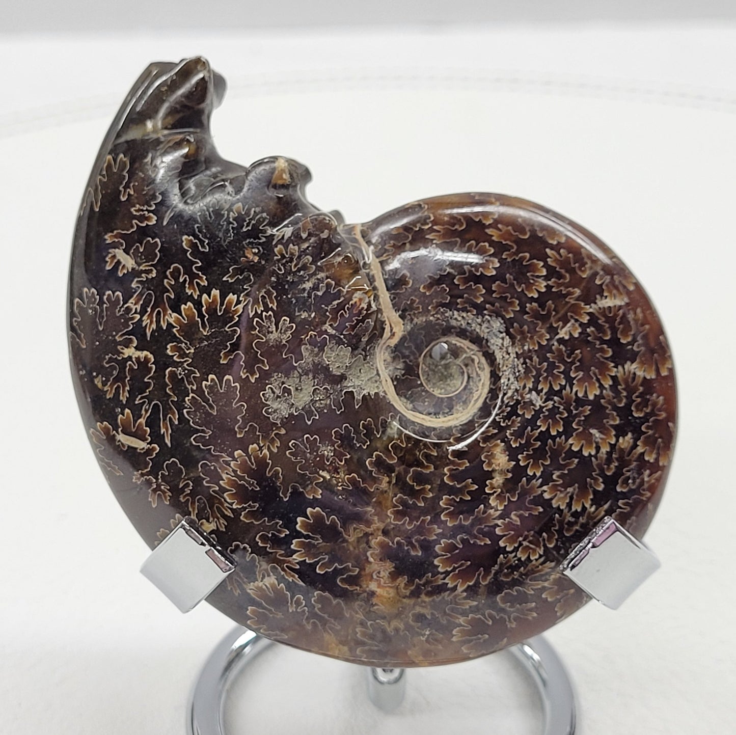 Ammonite fossil (medium/large)