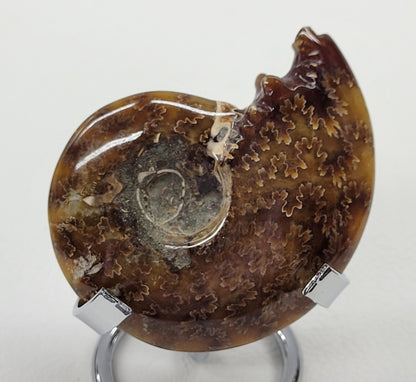 Ammonite fossil (medium/large)