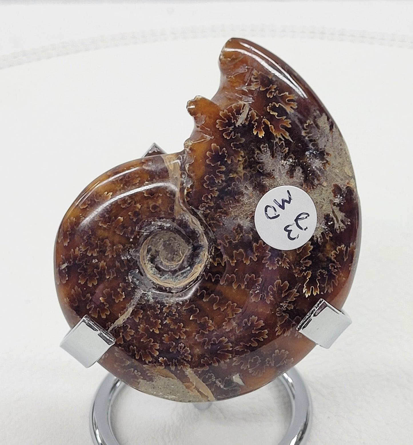 Ammonite fossil (medium/large)