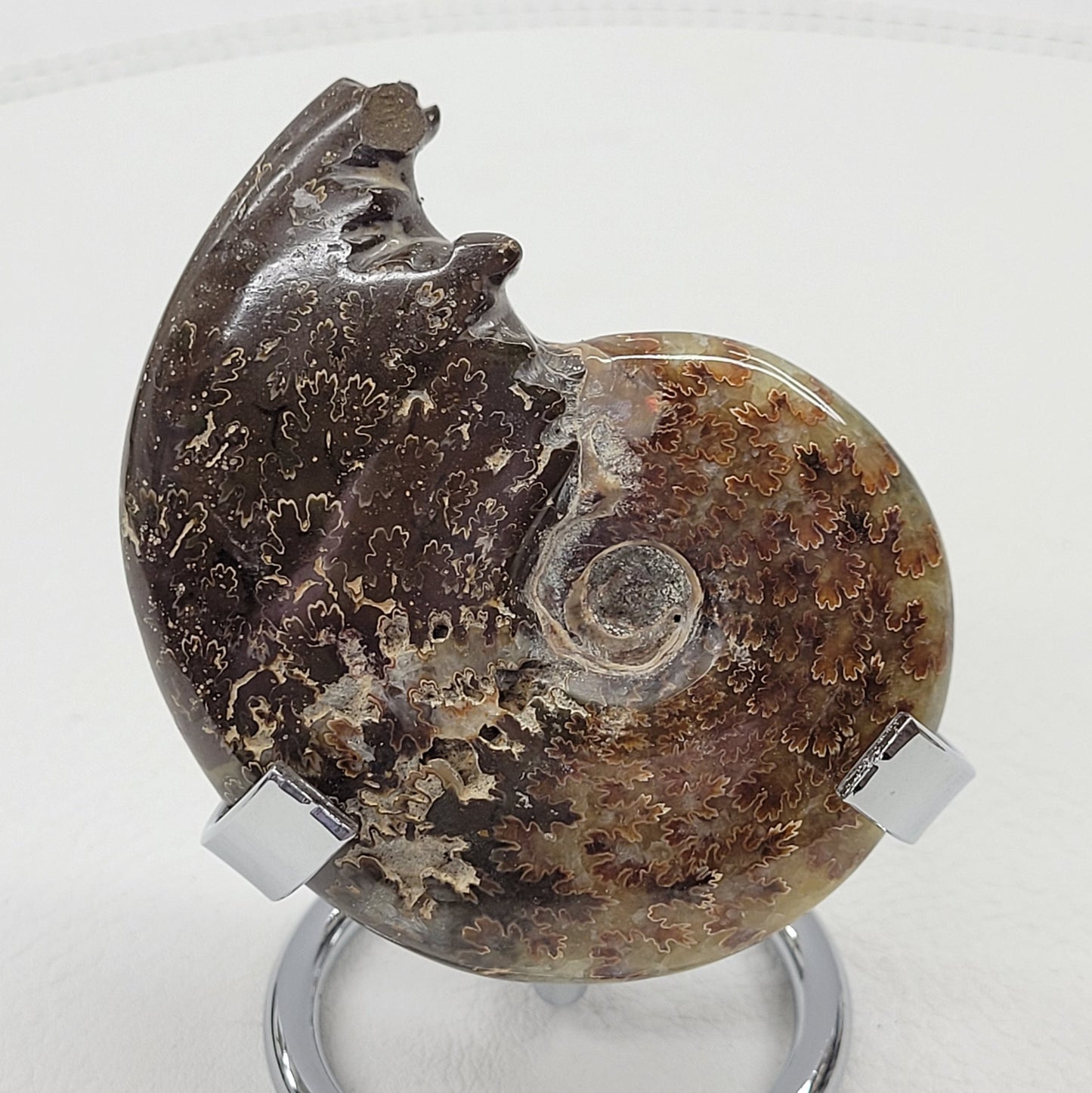 Ammonite fossil (medium/large)