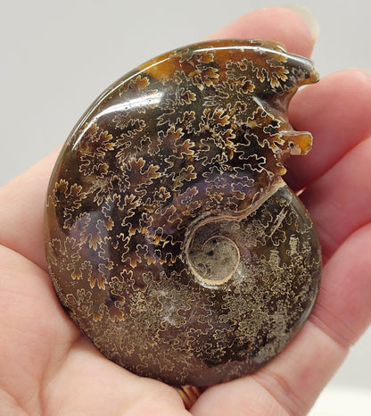 Ammonite fossil (medium/large)