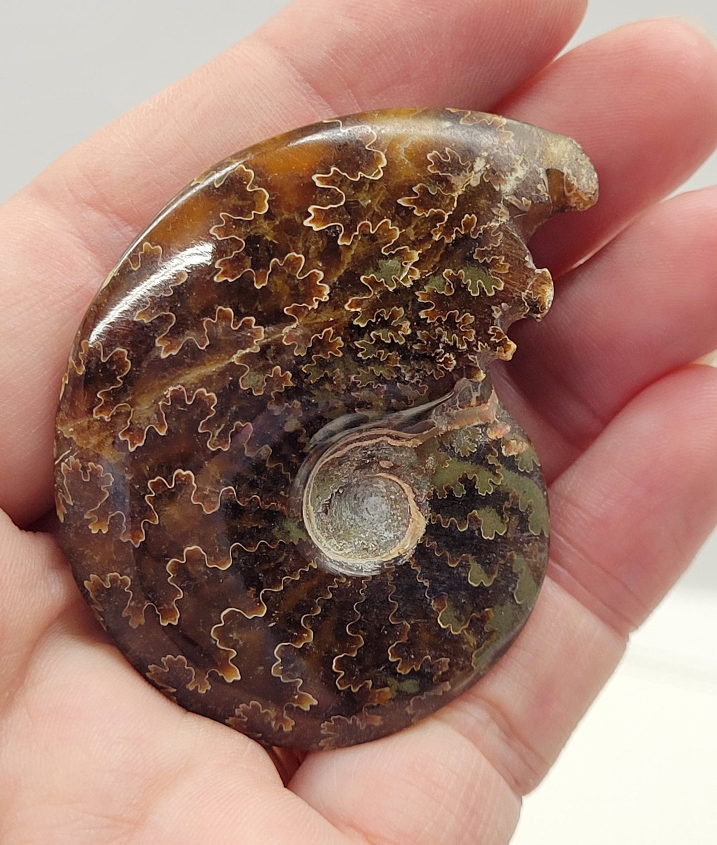 Ammonite fossil (medium/large)