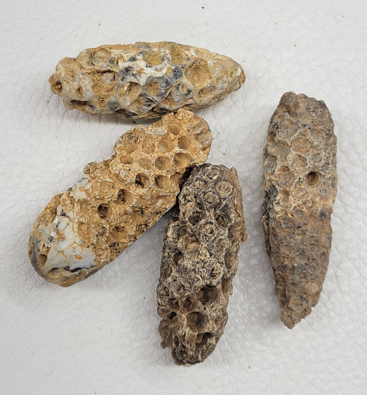 Fossilized pine cones