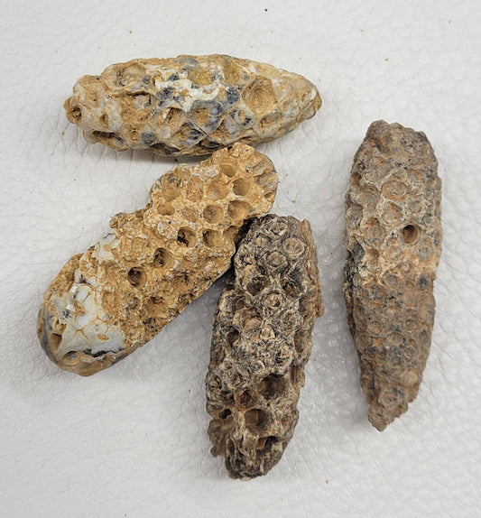 Fossilized pine cones