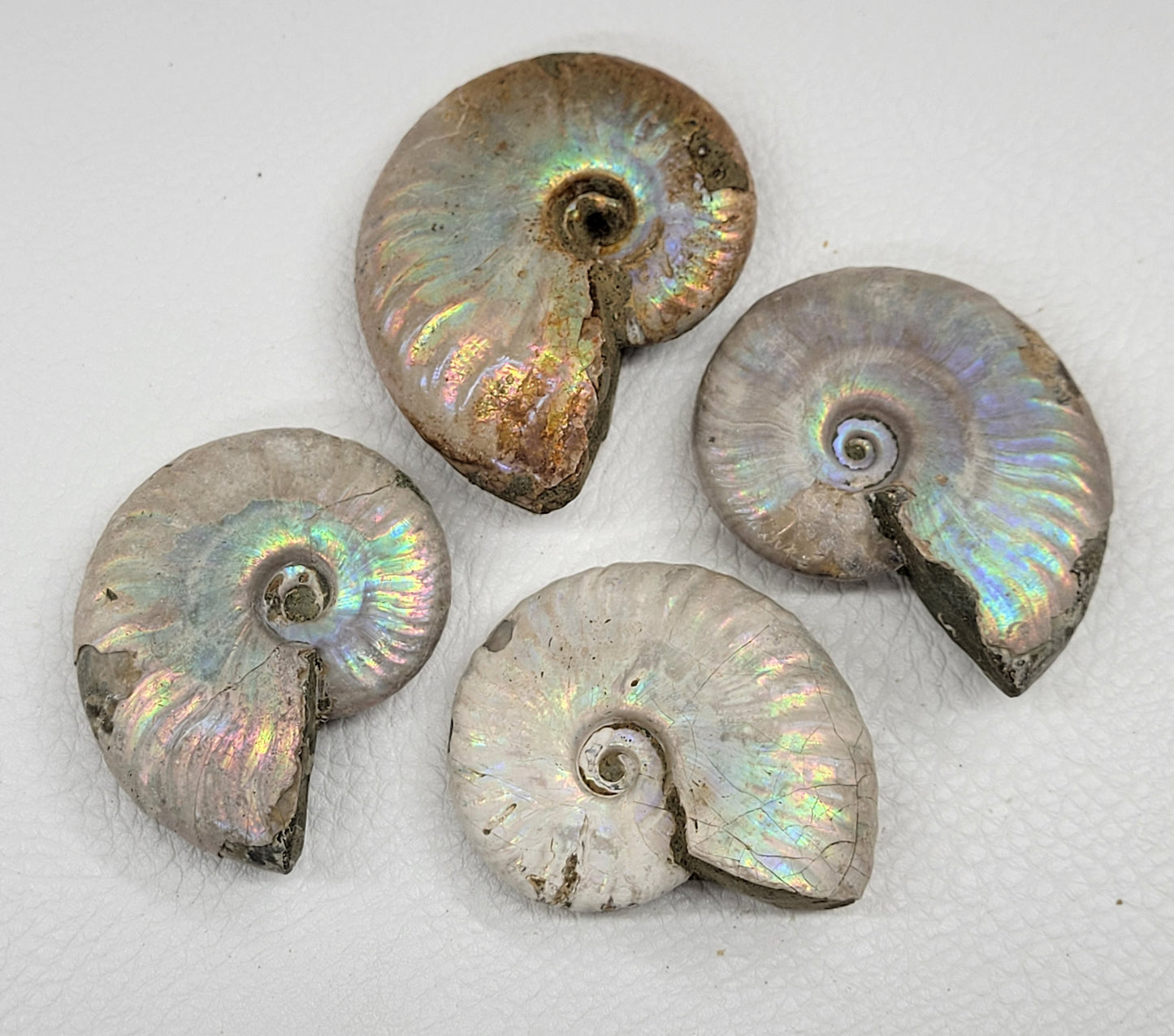 Ammonite iridescent fossil (small)