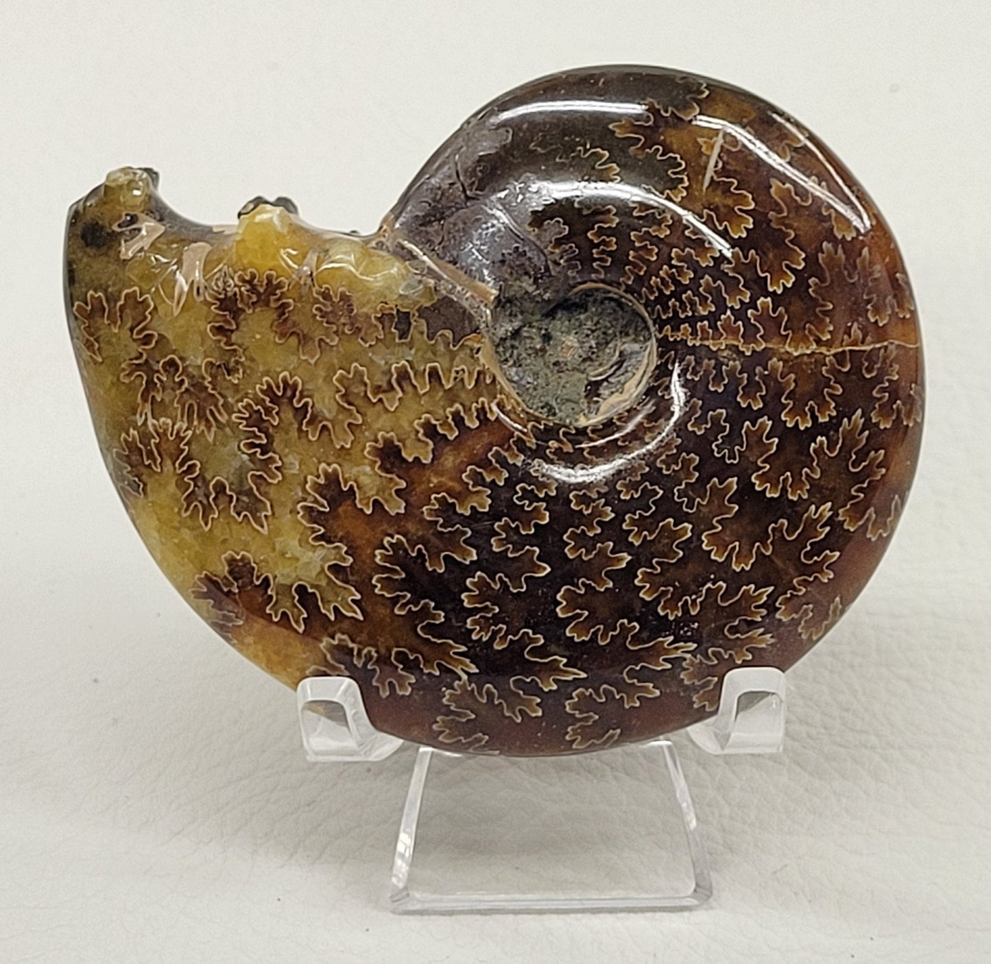 Ammonite fossil (medium/large)