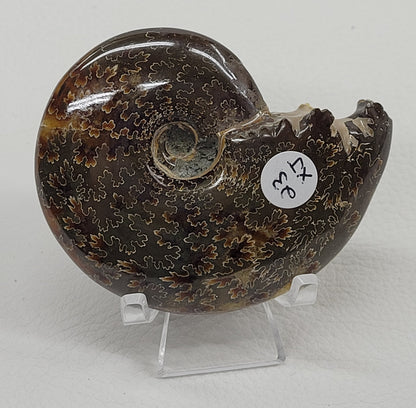 Ammonite fossil (medium/large)