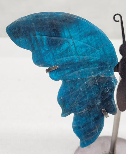 Blue Apatite butterfly wings