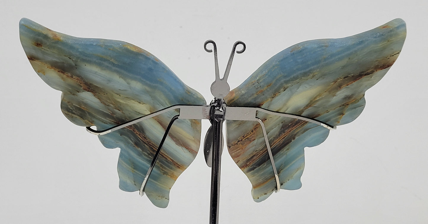 Blue Onyx butterfly wings