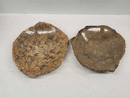 Fossil Coral bowl