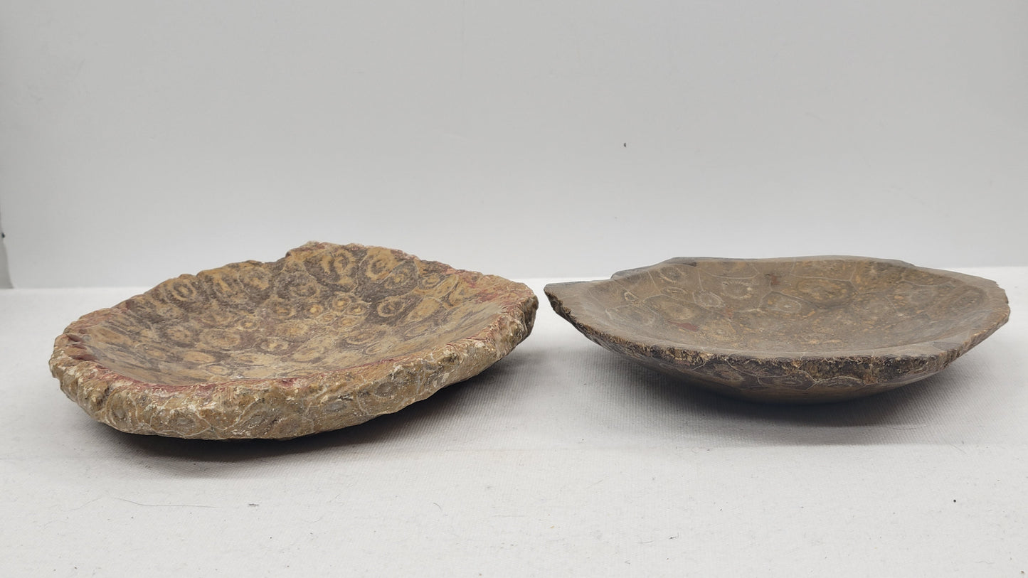 Fossil Coral bowl