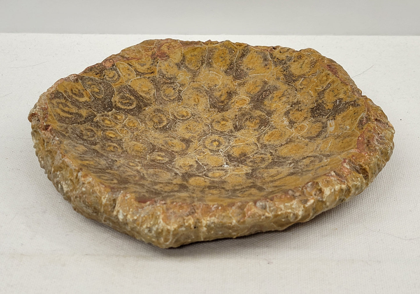 Fossil Coral bowl