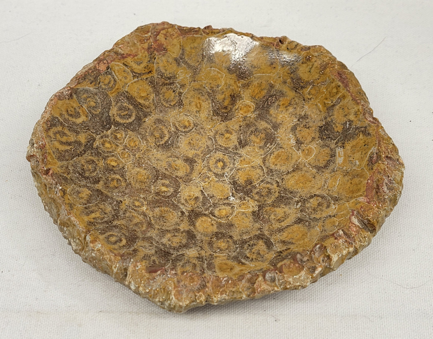 Fossil Coral bowl