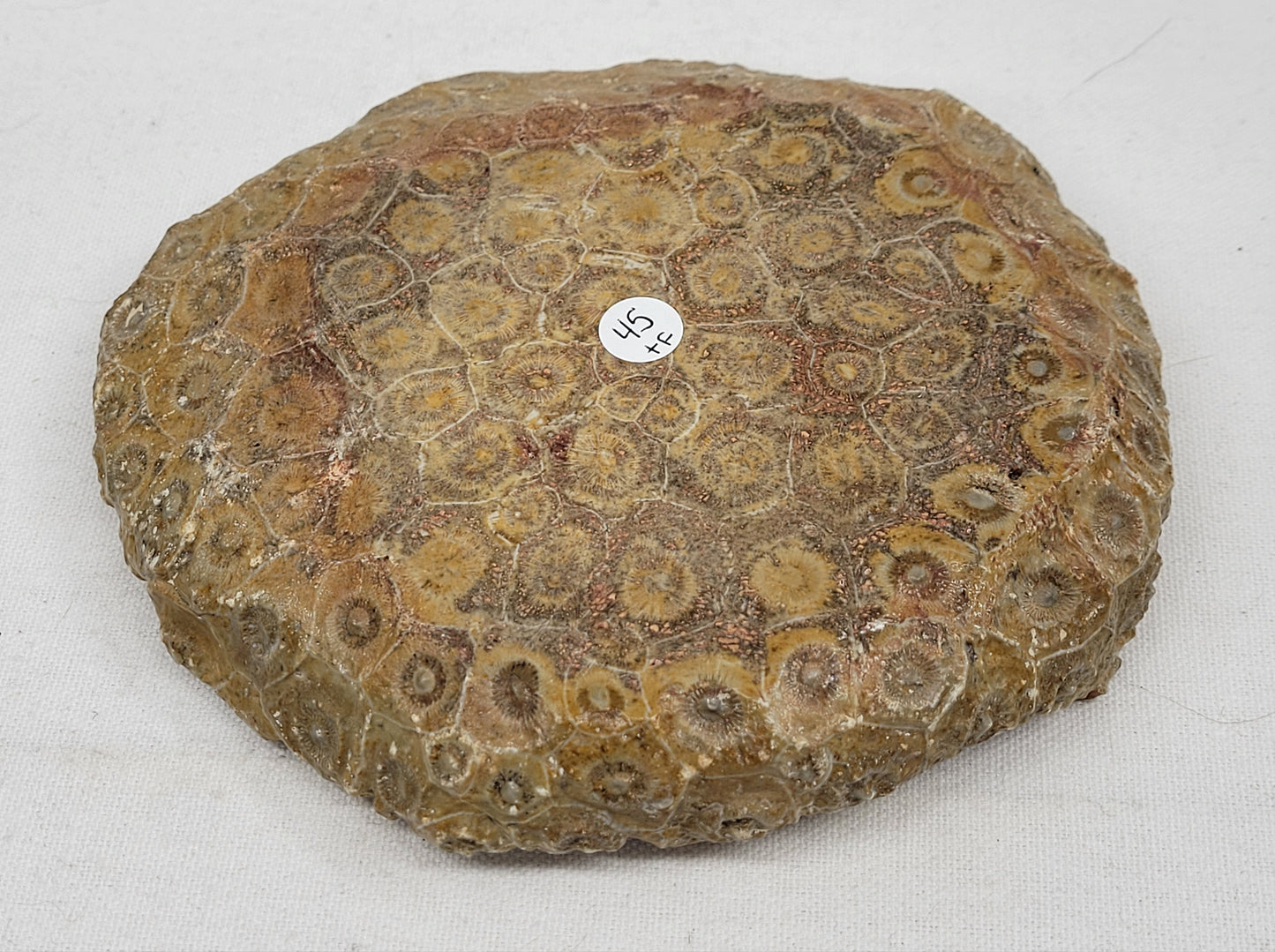 Fossil Coral bowl