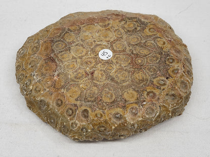 Fossil Coral bowl