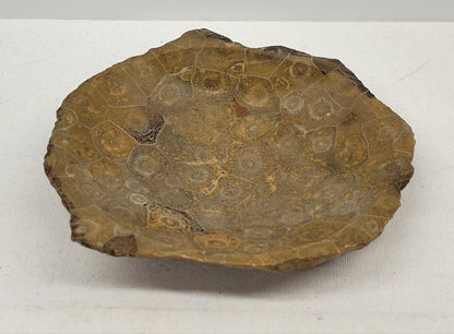 Fossil Coral bowl