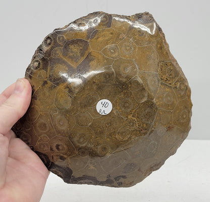 Fossil Coral bowl