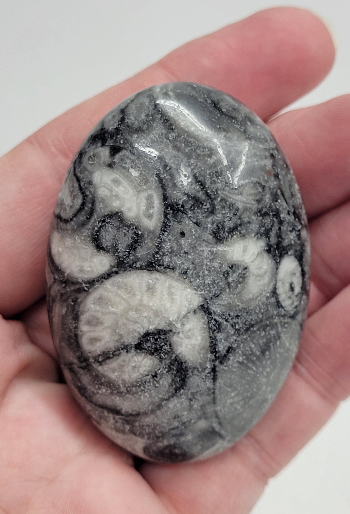 Palm - Fossil Shell Jasper