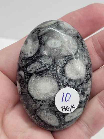 Palm - Fossil Shell Jasper