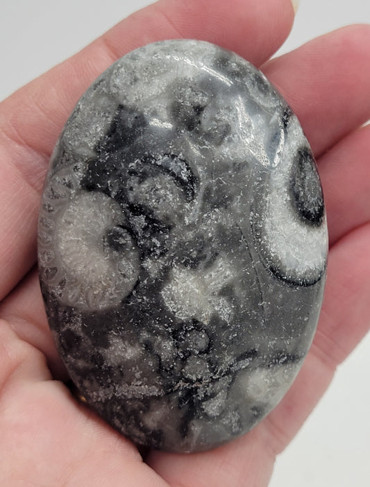 Polished Fossil Shell Jasper palm stone with visible fossil shapes being held in a hand