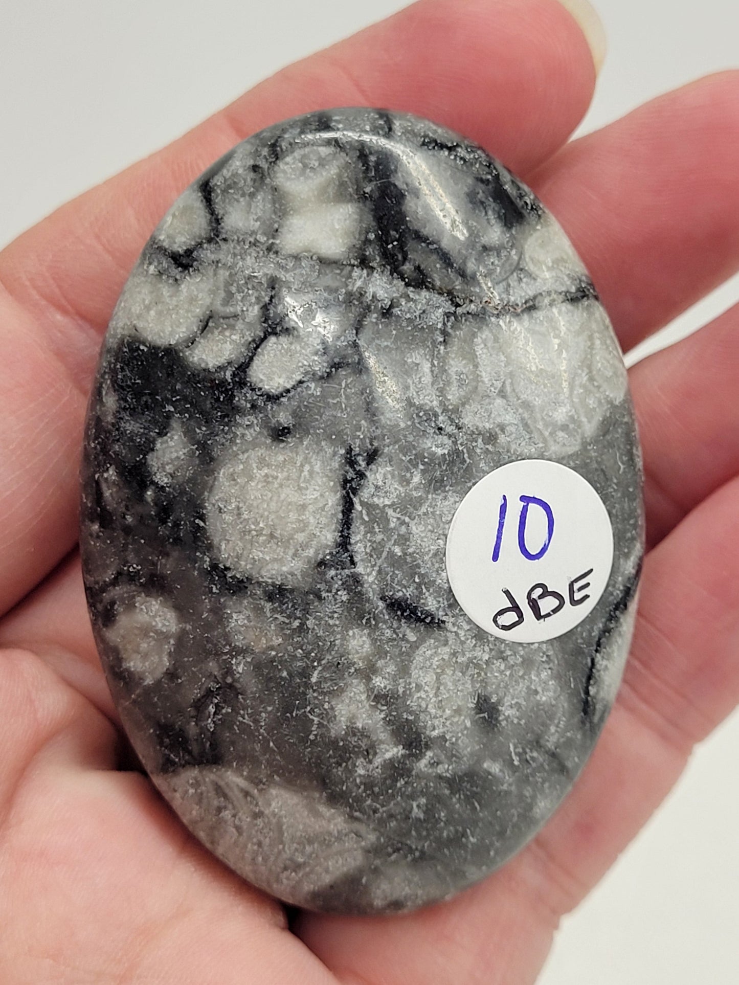 Palm - Fossil Shell Jasper