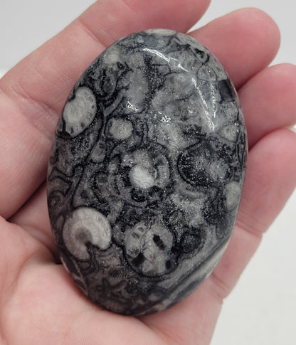 Palm - Fossil Shell Jasper