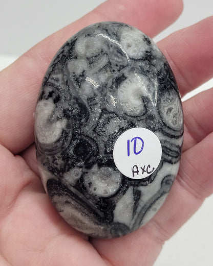 Palm - Fossil Shell Jasper