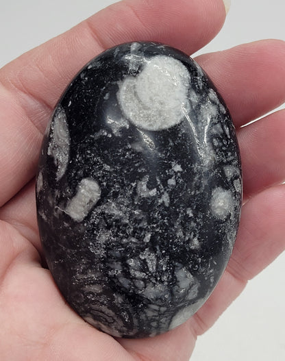 Palm - Fossil Shell Jasper