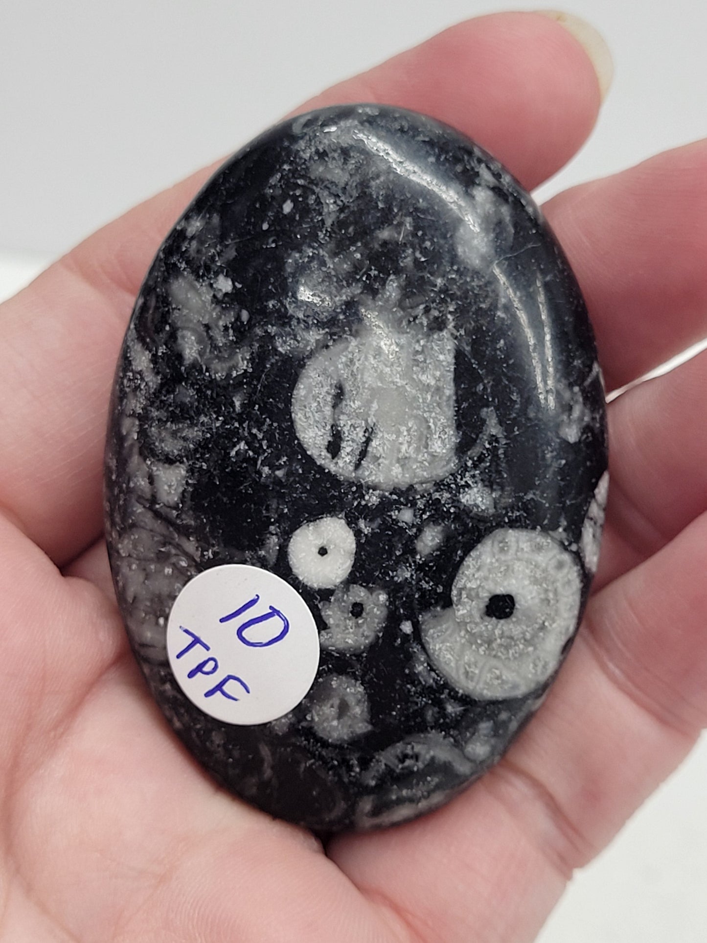Palm - Fossil Shell Jasper