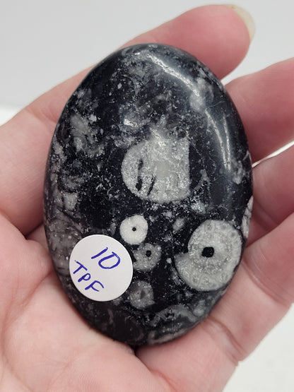 Palm - Fossil Shell Jasper