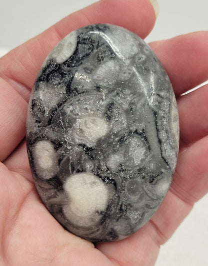 Palm - Fossil Shell Jasper