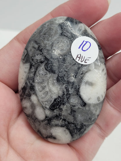 Palm - Fossil Shell Jasper