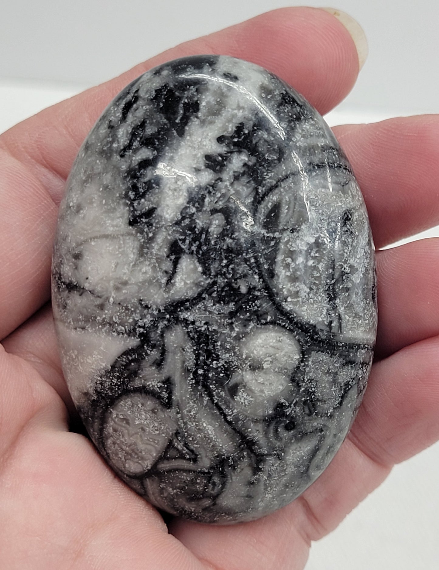 Palm - Fossil Shell Jasper