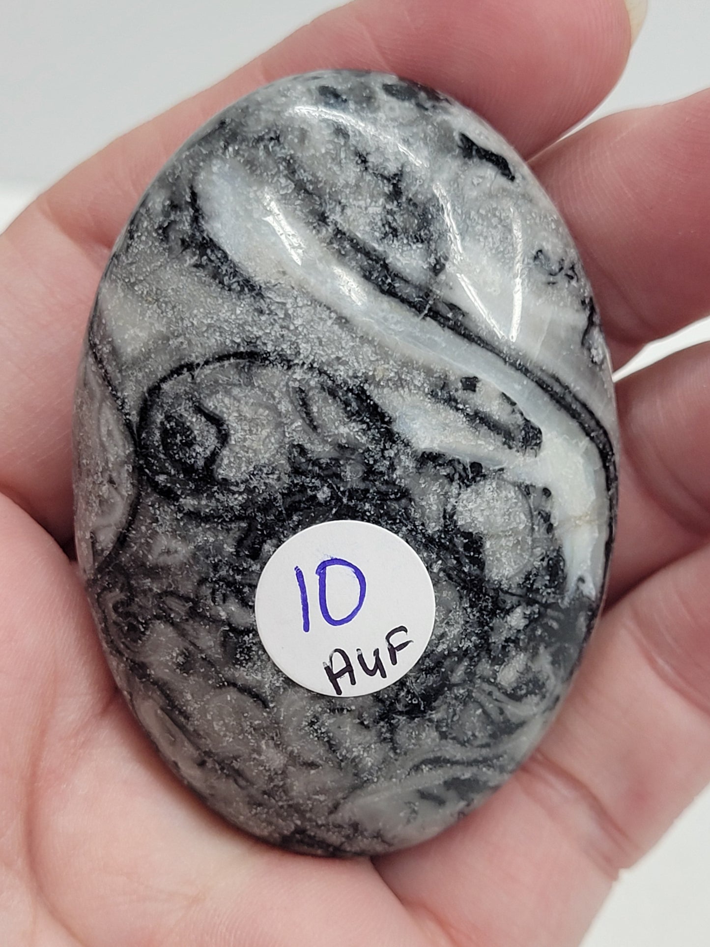Palm - Fossil Shell Jasper