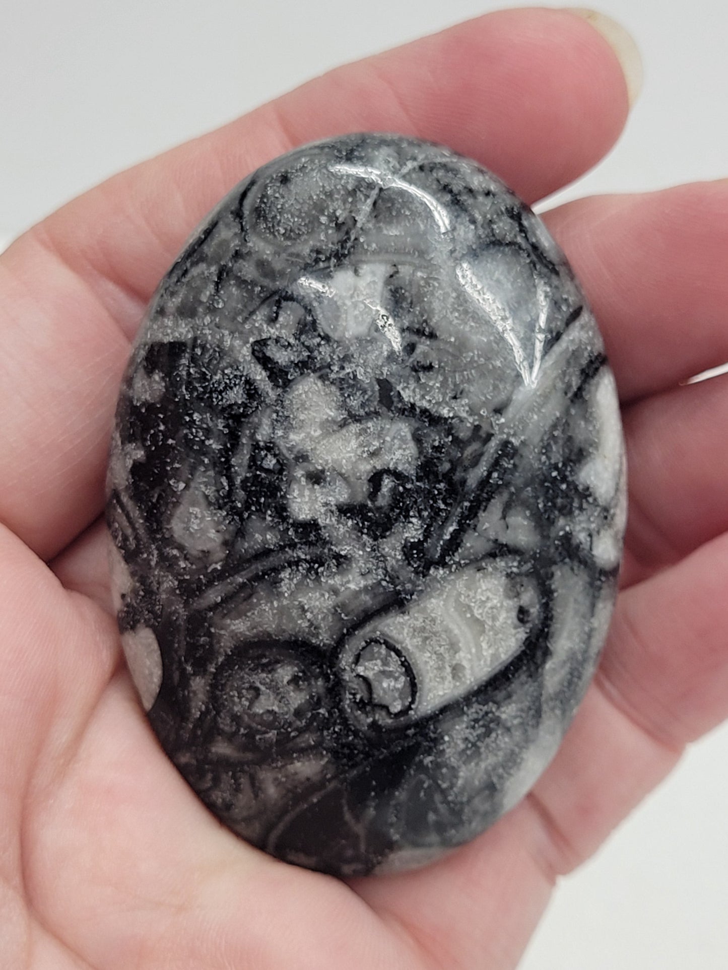 Palm - Fossil Shell Jasper