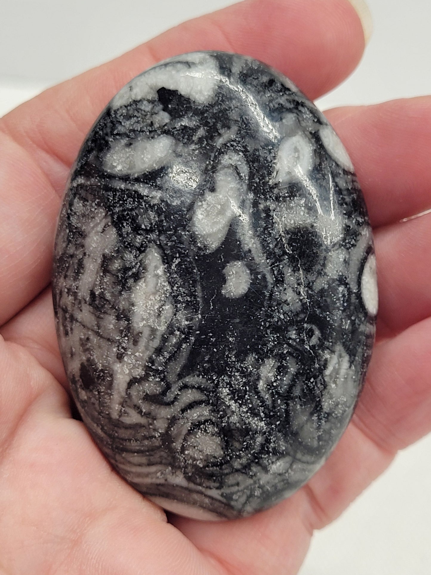 Palm - Fossil Shell Jasper