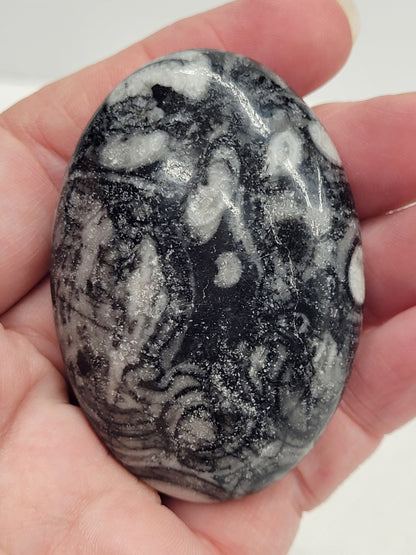 Palm - Fossil Shell Jasper