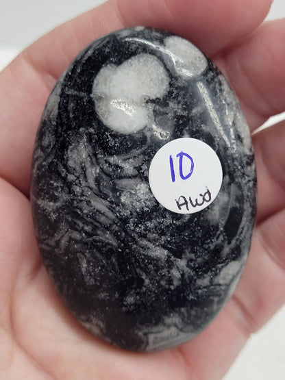 Palm - Fossil Shell Jasper