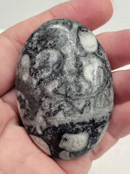 Palm - Fossil Shell Jasper