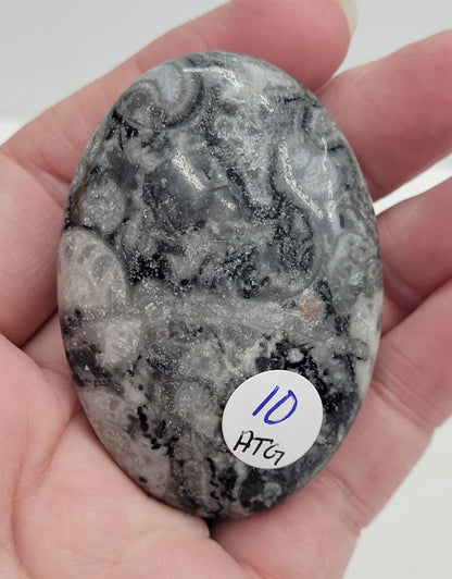 Palm - Fossil Shell Jasper