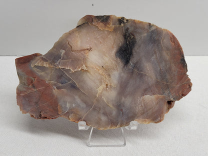 Slab - Petrified wood