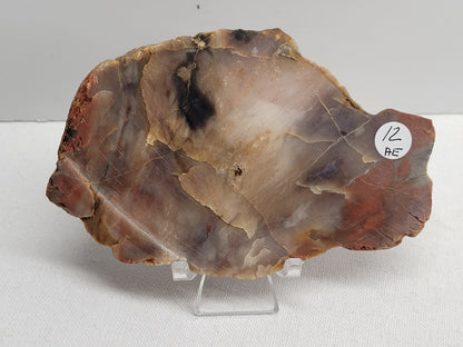 Slab - Petrified wood