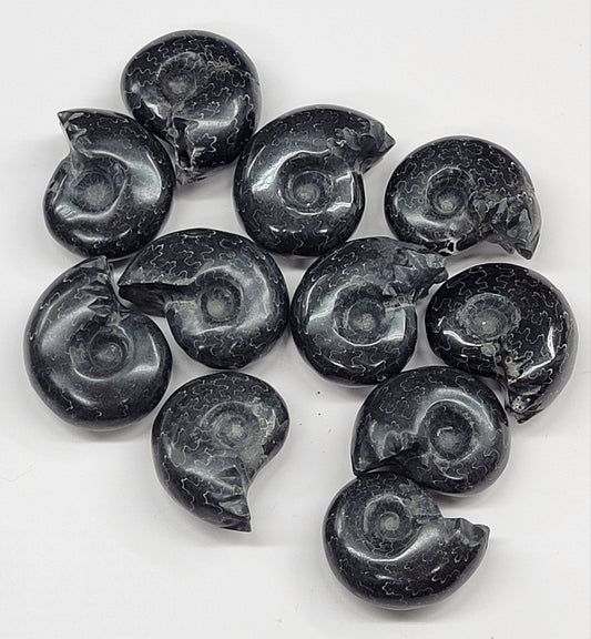 Black Ammonite shells