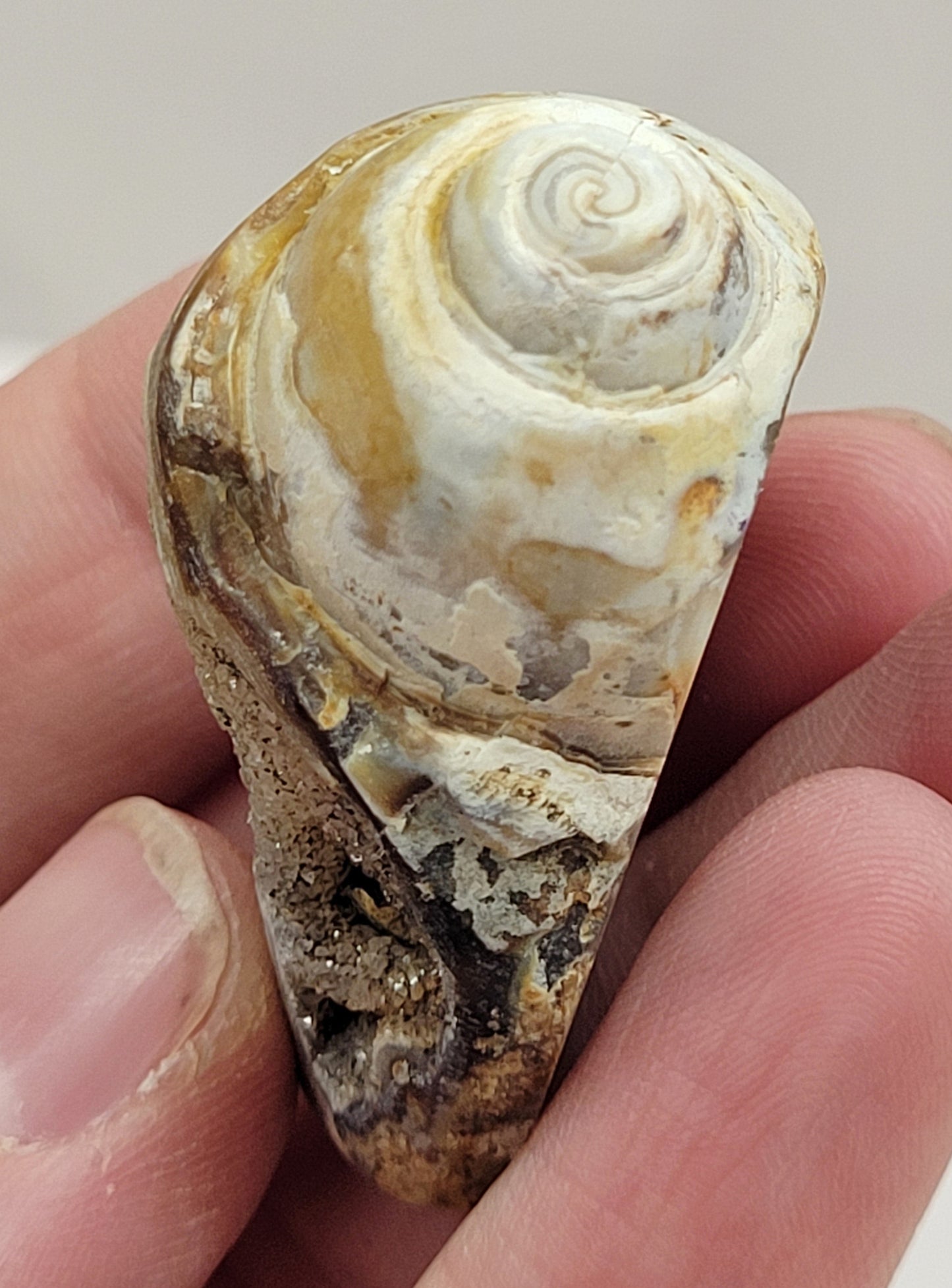 Fossilized shells