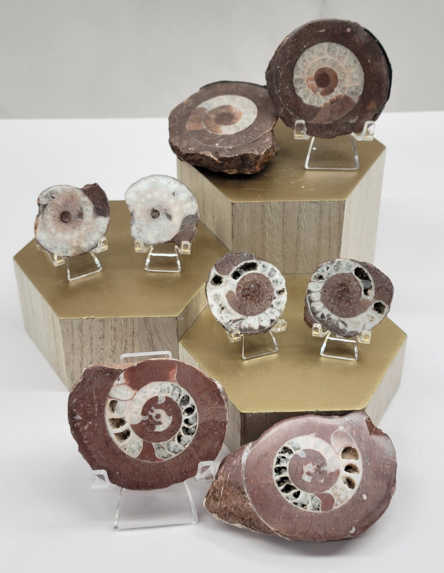 Indonesian Ammonite