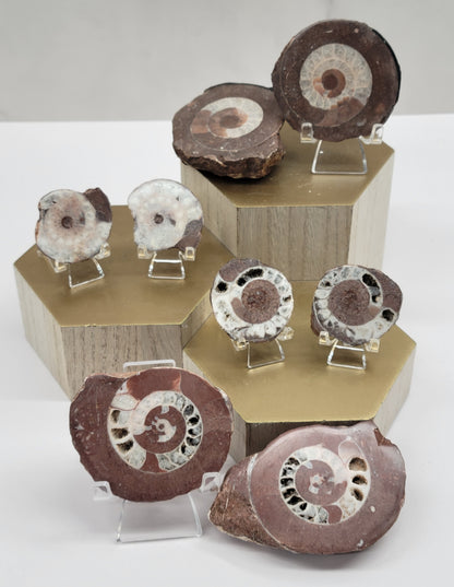 Indonesian Ammonite