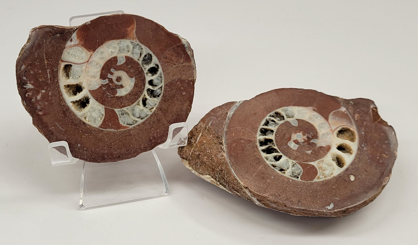 Indonesian Ammonite