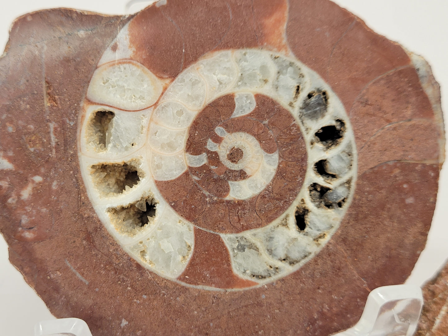 Indonesian Ammonite