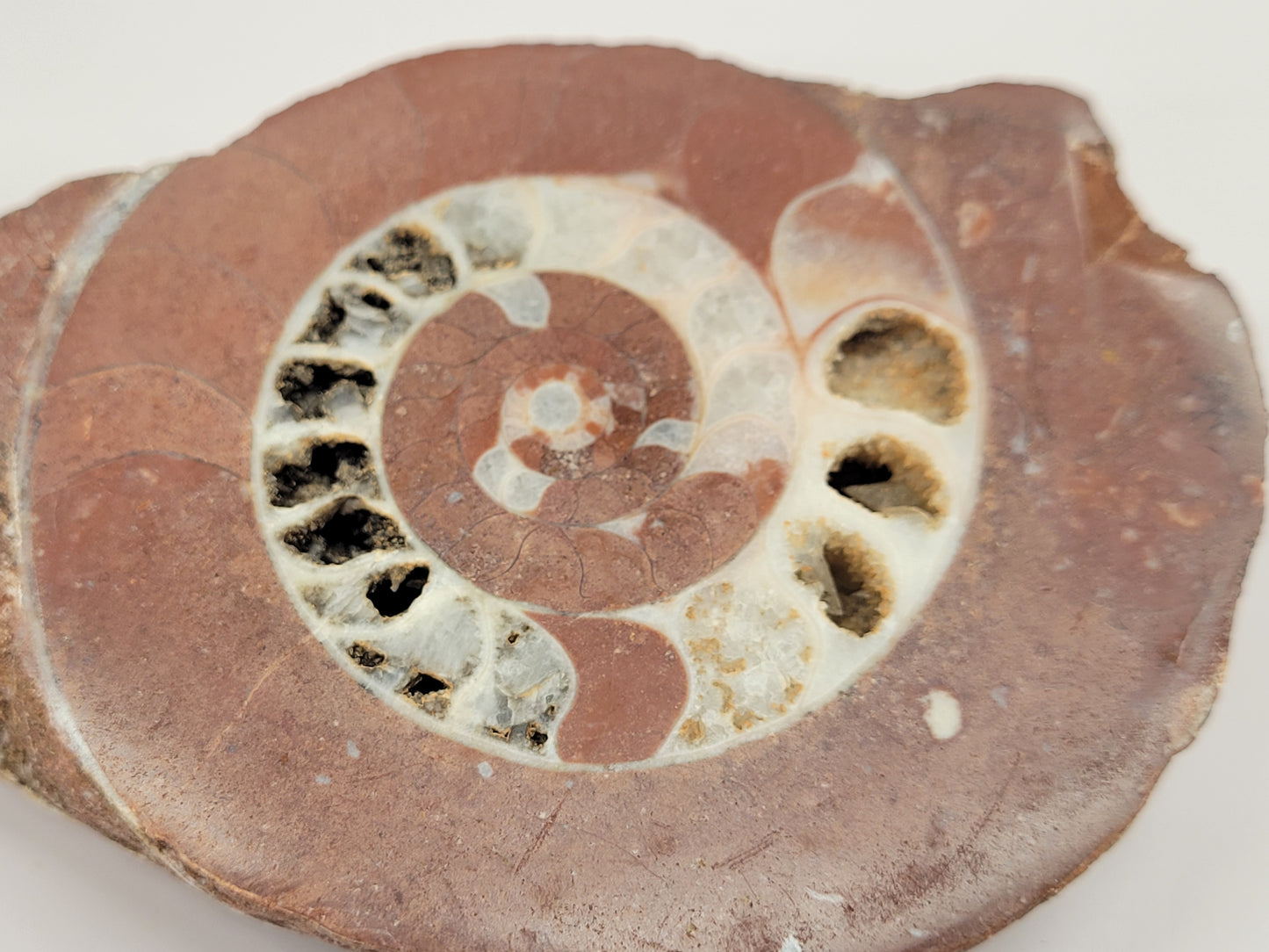 Indonesian Ammonite